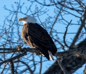 2023 02 11 RedwingEagles 013
